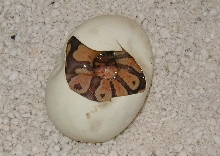 caramel in egg