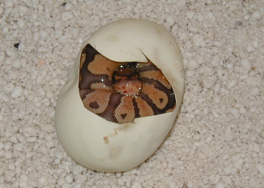 caramel in egg