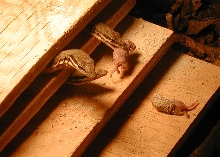 V. glauerti feeding