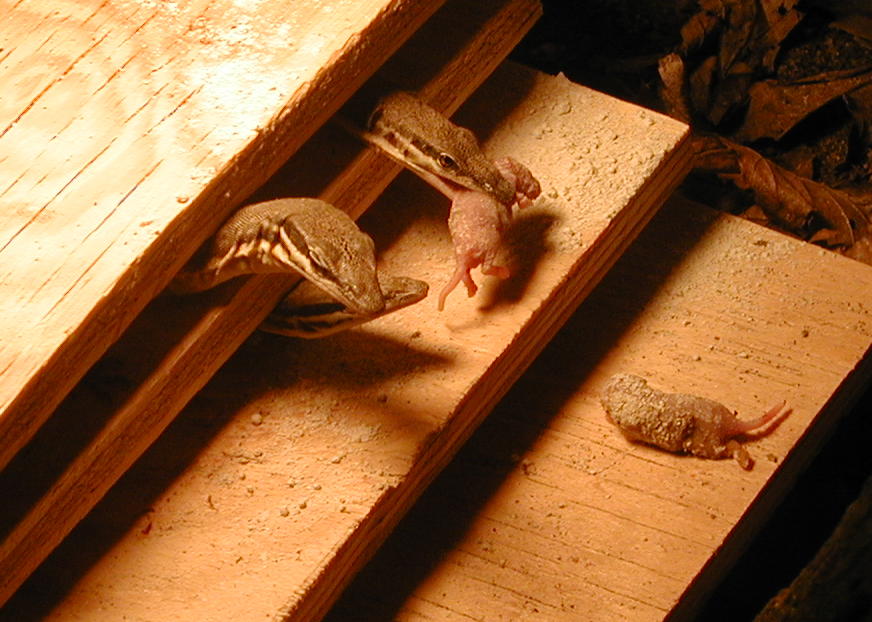 V. glauerti feeding