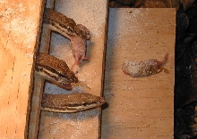 V. glauerti feeding 2