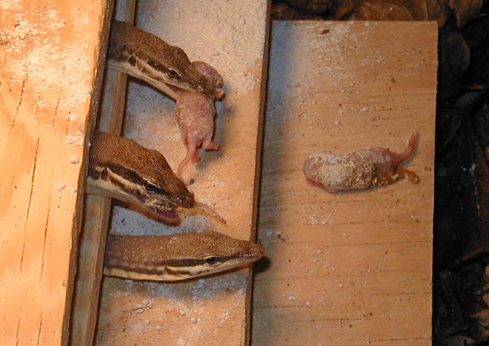 V. glauerti feeding 2