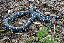 NJ eastern kingsnake