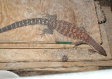 male glauerti