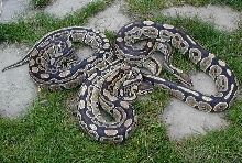 interesting laterally striped balls