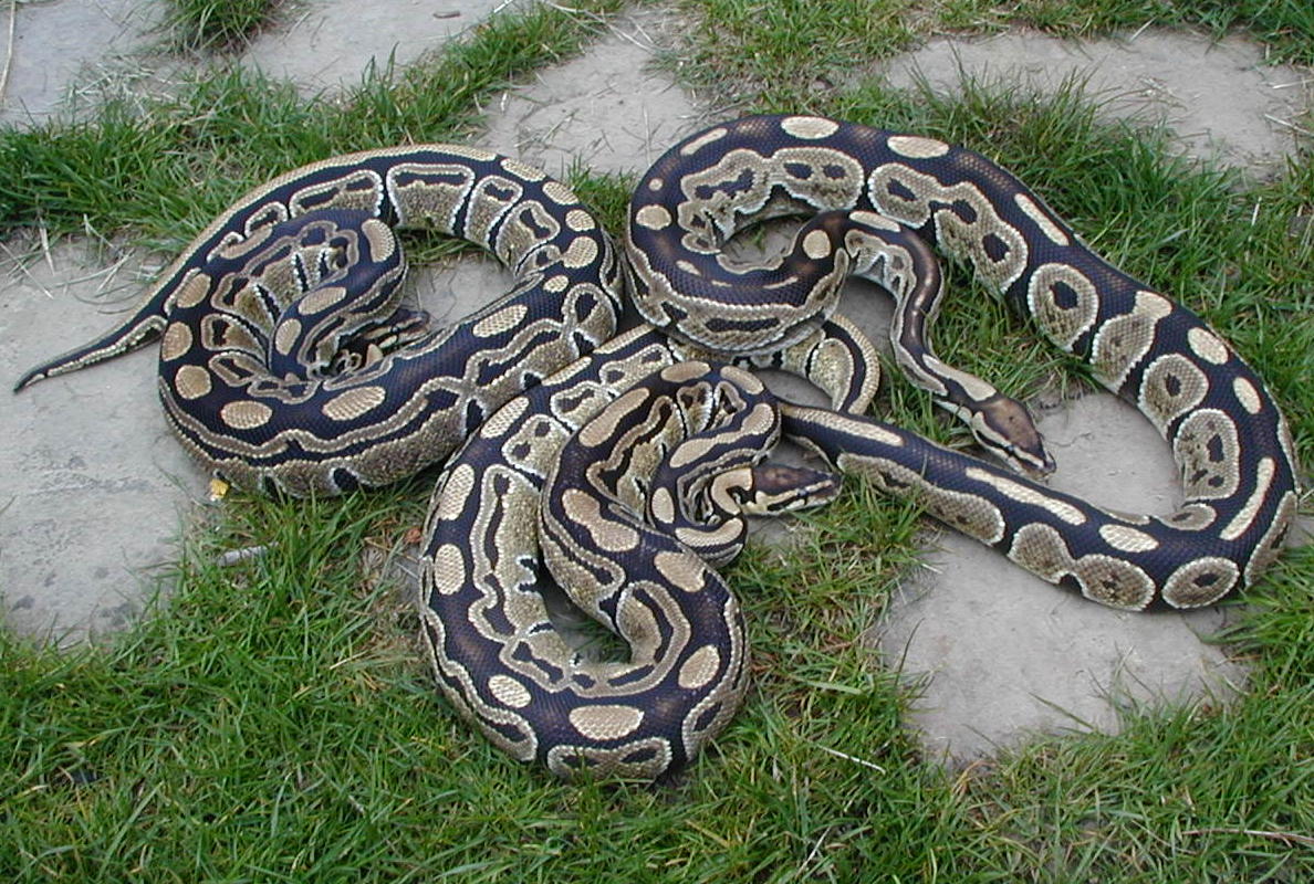 interesting laterally striped balls