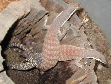 kimberly rock monitors breeding