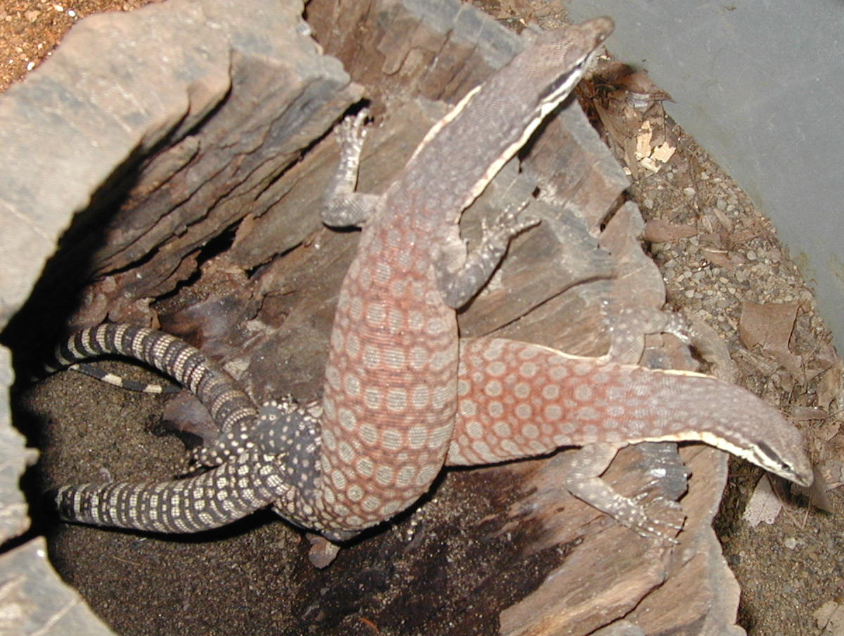 kimberly rock monitors breeding