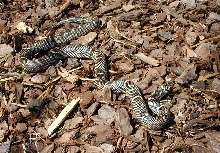 male outer banks eastern king