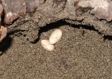 nest chamber