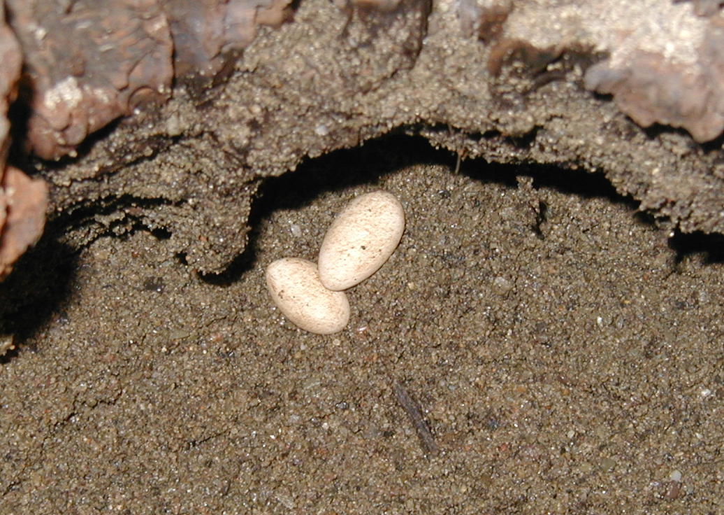 nest chamber