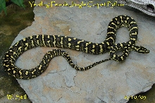 yearling female jungle carpet python