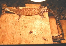 ? female glauerti