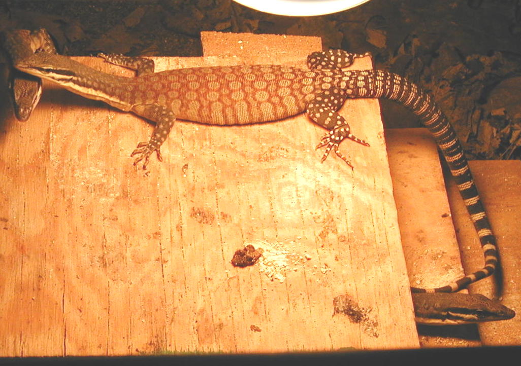 ? female glauerti