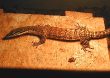 male glauerti?