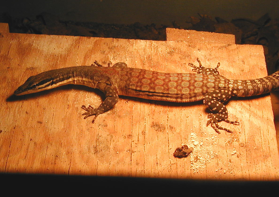 male glauerti?