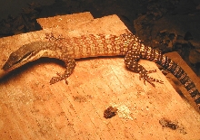 ?male #2
