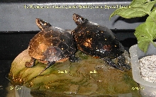 SC spotted turtles