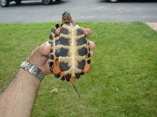 belly shhot of a wood turtle