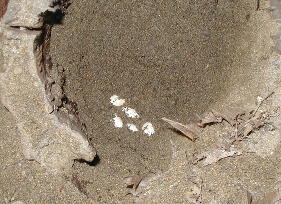 uncovered clutch