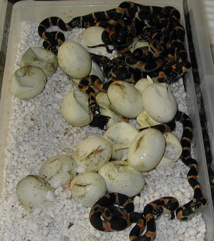 large clutch (23) of F3 S. GA eastern kingsnakes