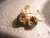 Twin Gold Dust Day Geckos