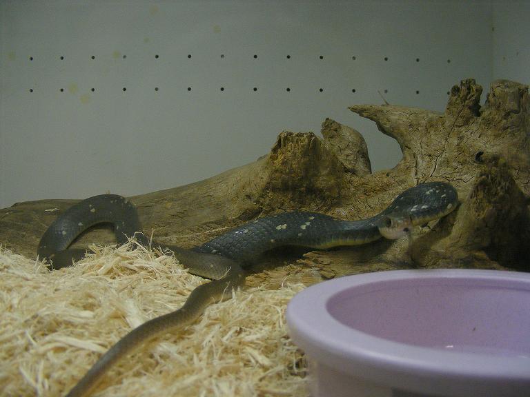 Young Buttermilk Racer