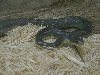 Young Buttermilk Racer 2
