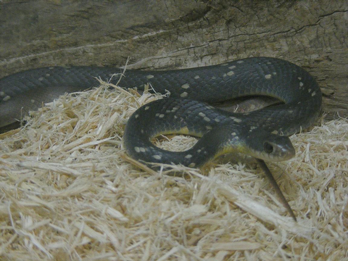 Young Buttermilk Racer 2