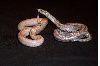 rosy comparison