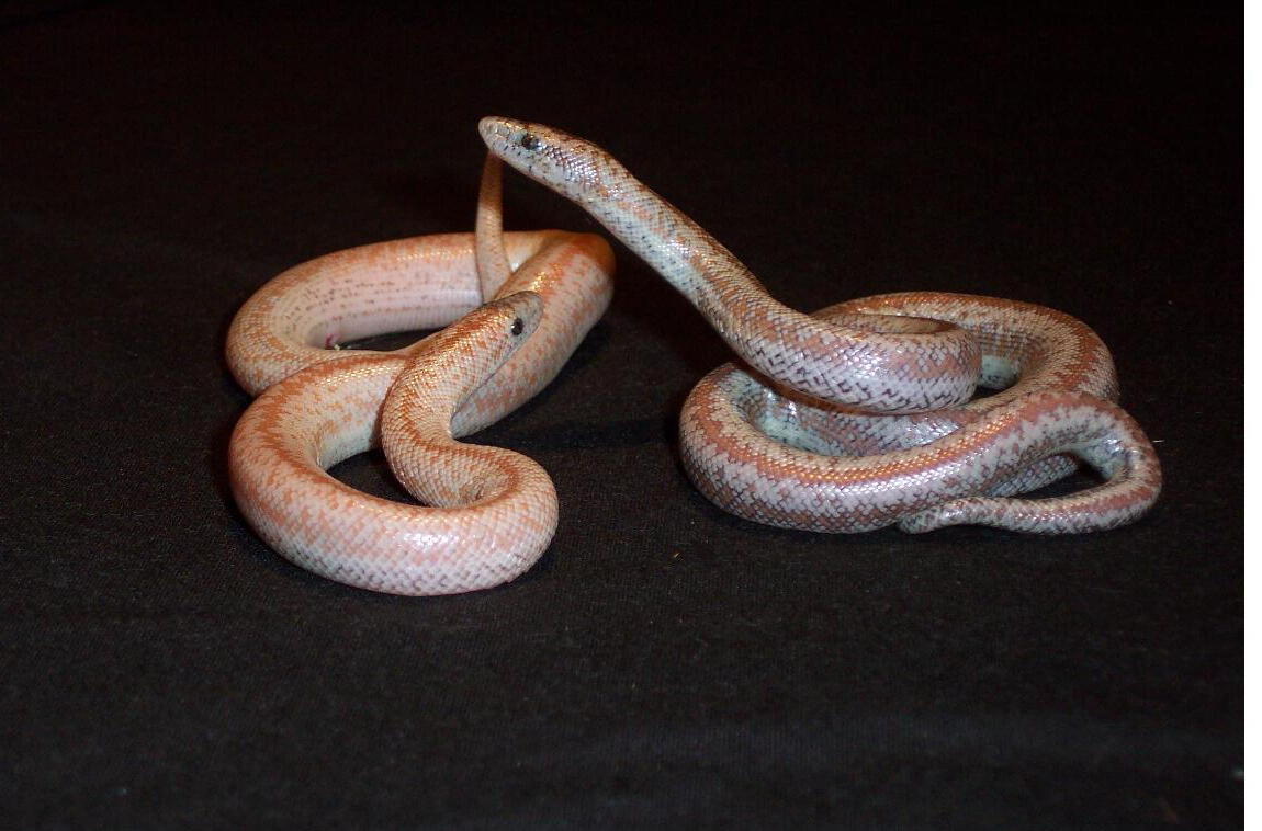 rosy comparison