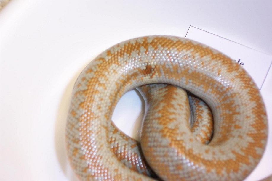 zoom patch