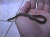 Water Snake