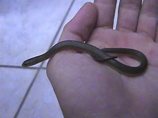 Water Snake