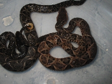 Bothrops Neuwiedi Pubescens