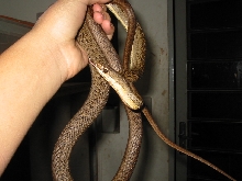 Philodryas Natereri
