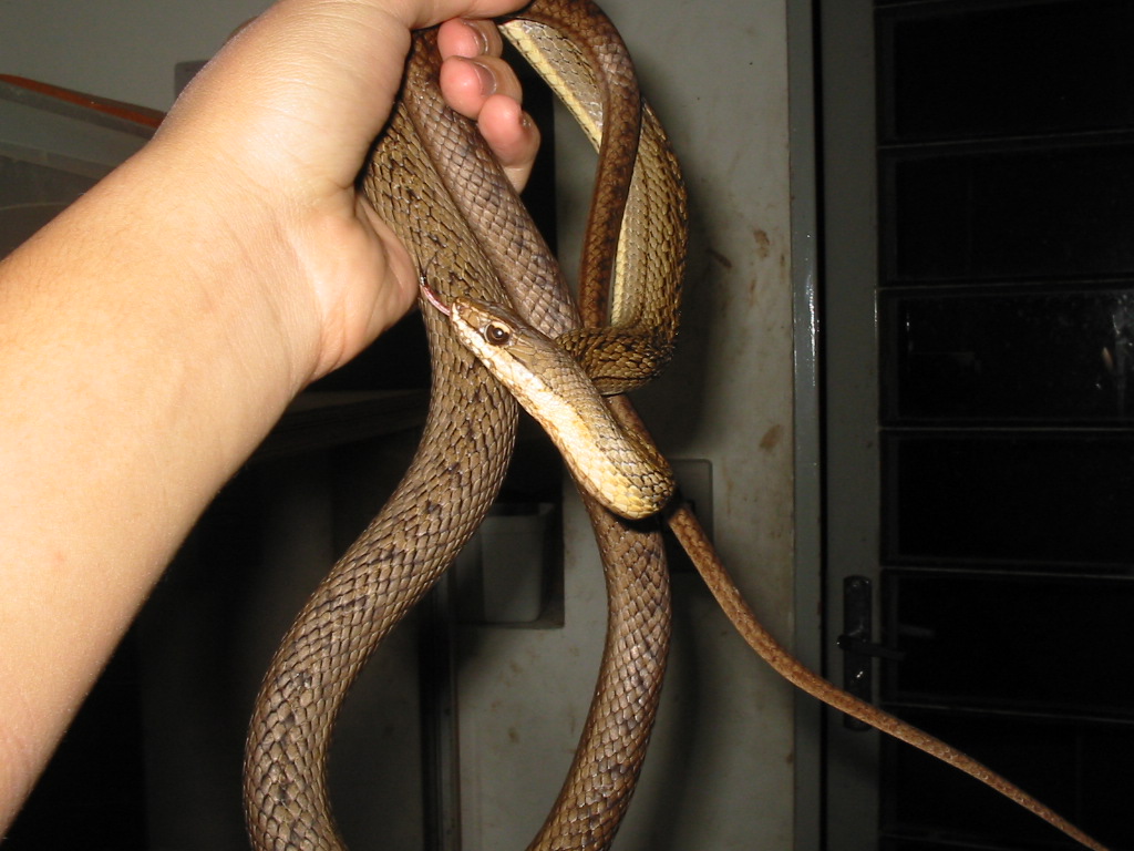Philodryas Natereri