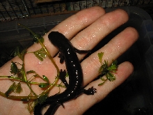 Pachytriton Labiatum