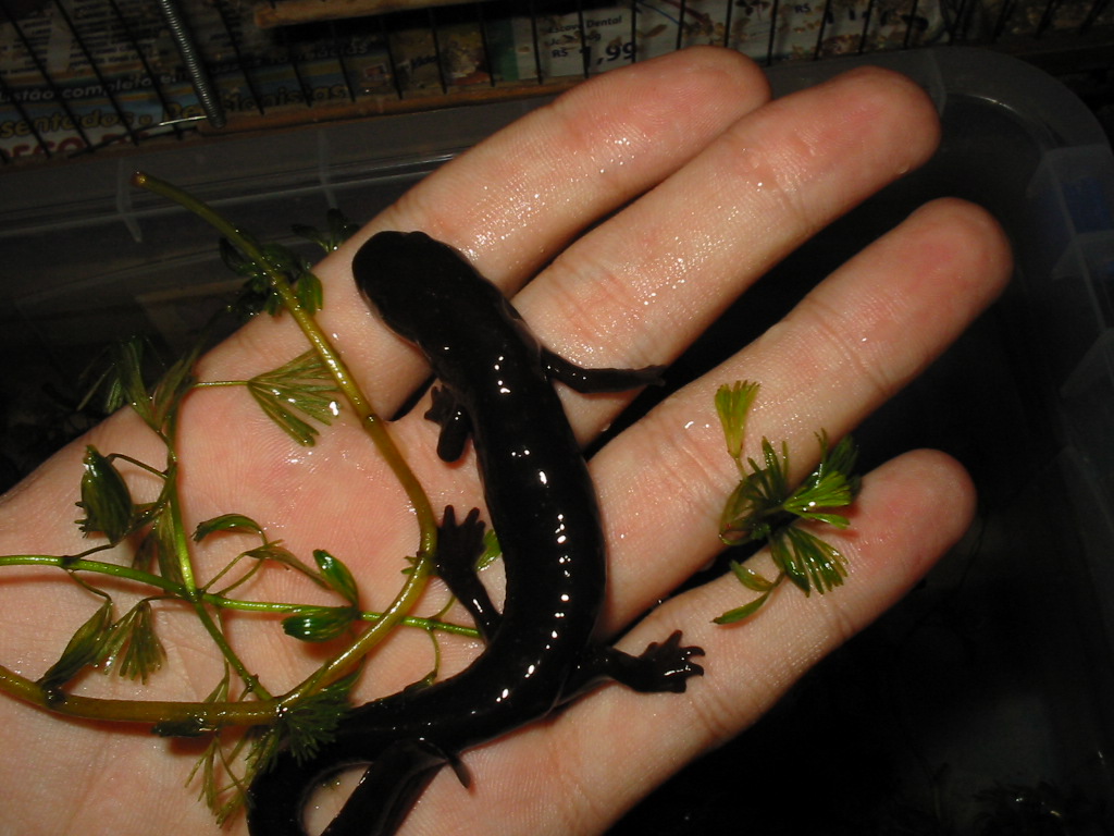 Pachytriton Labiatum