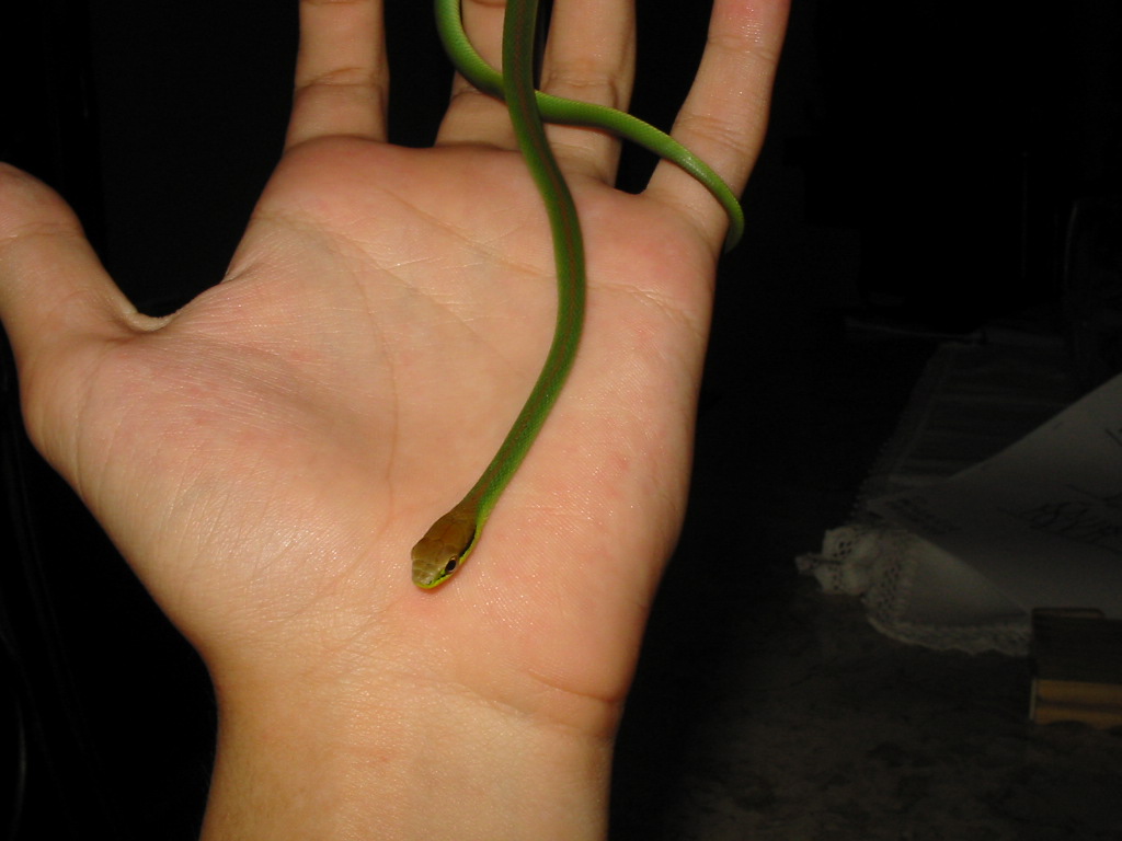 Philodryas Olfersi