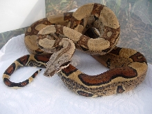 07 male jungle