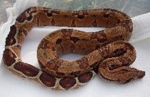 Salmon poss het sharp/poss het blood