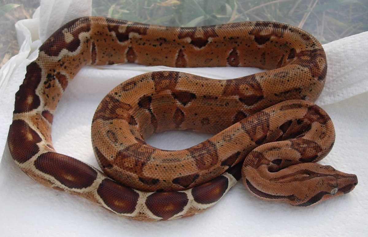Salmon poss het sharp/poss het blood