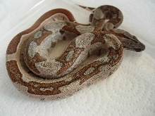 1.0 09 hypo harlequin possible jungle #2