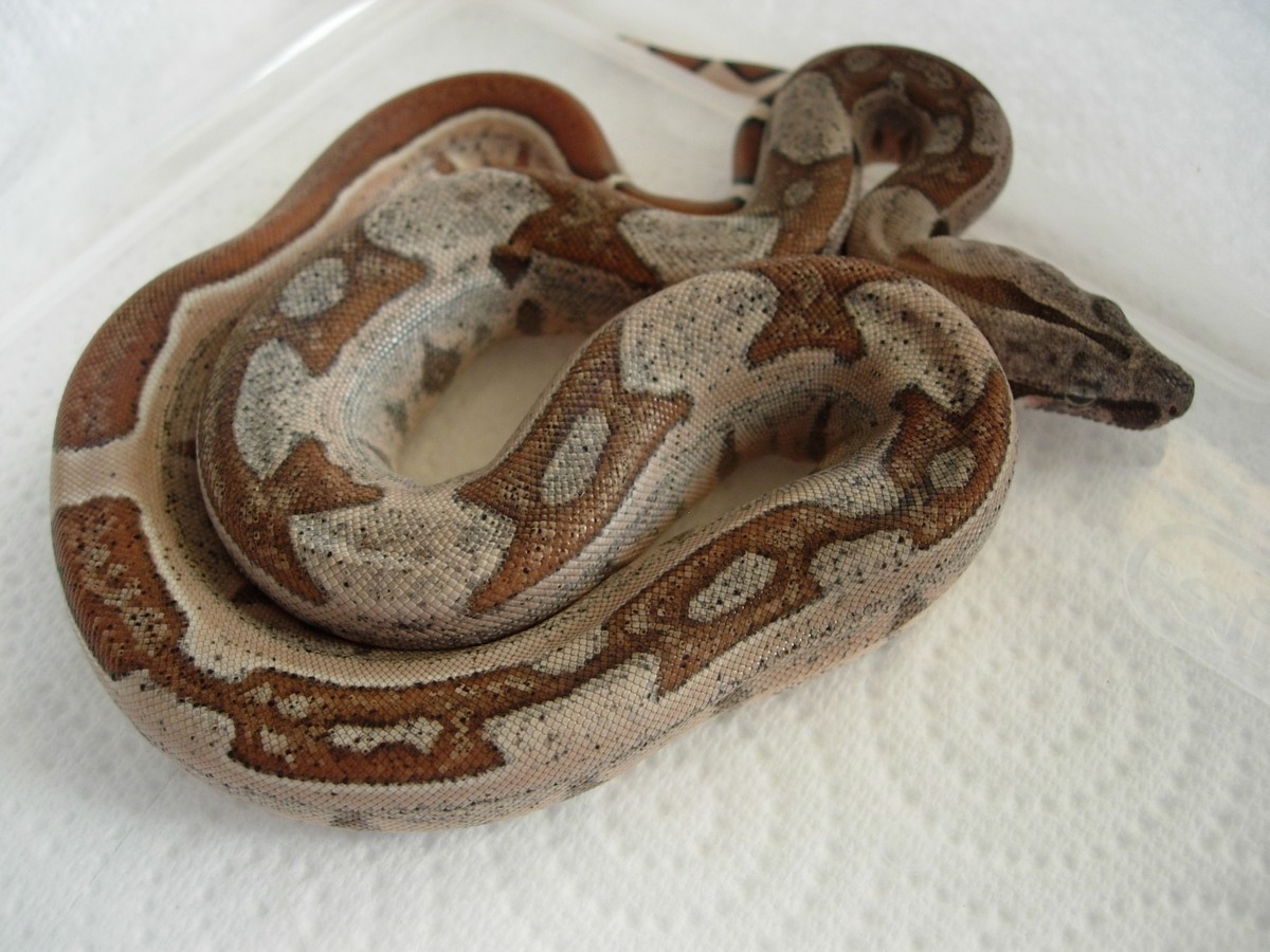 1.0 09 hypo harlequin possible jungle #2