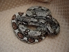 09 jungle het anery poss het albino