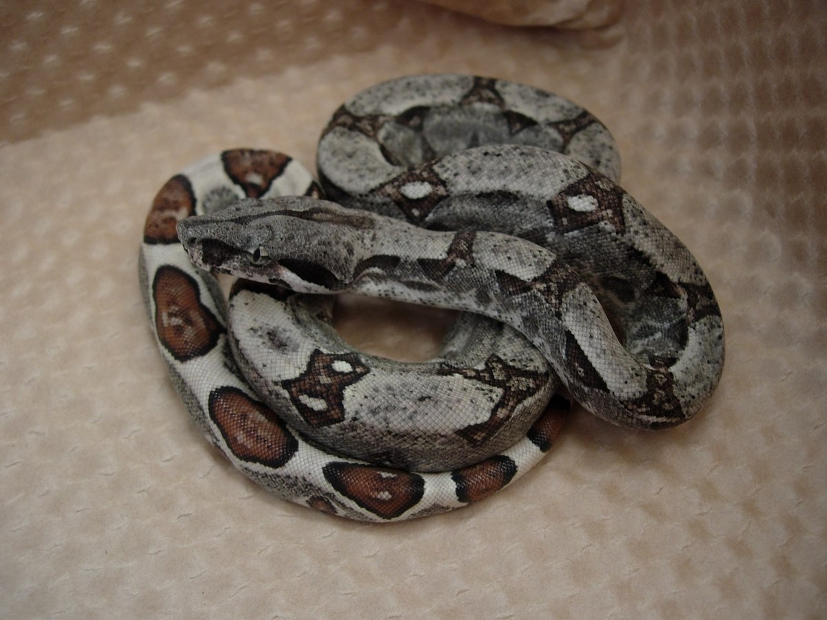 09 jungle het anery poss het albino