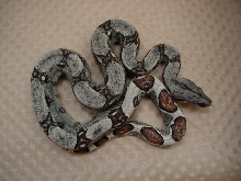 09 jungle het anery poss het albino