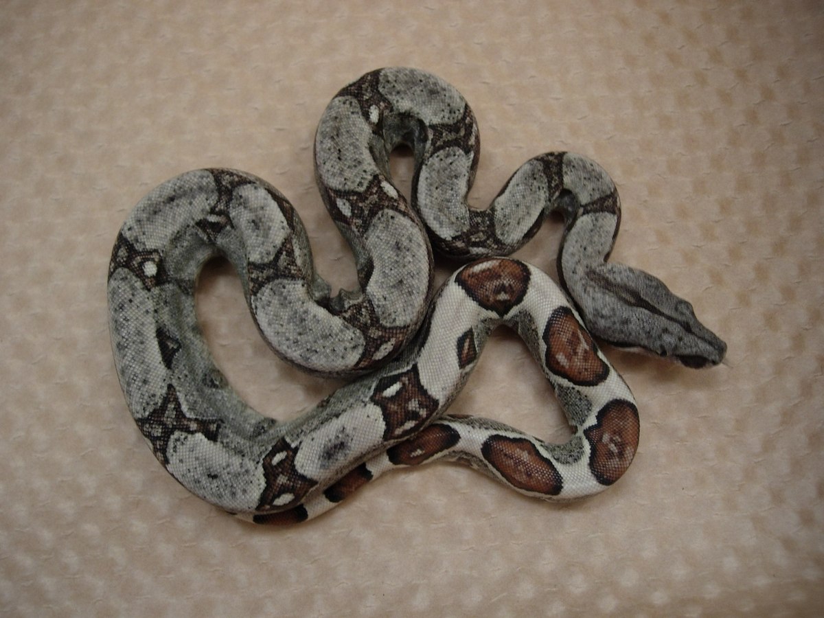 09 jungle het anery poss het albino