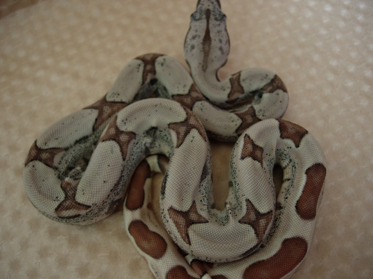 09 hypo jungle het anery poss het albino